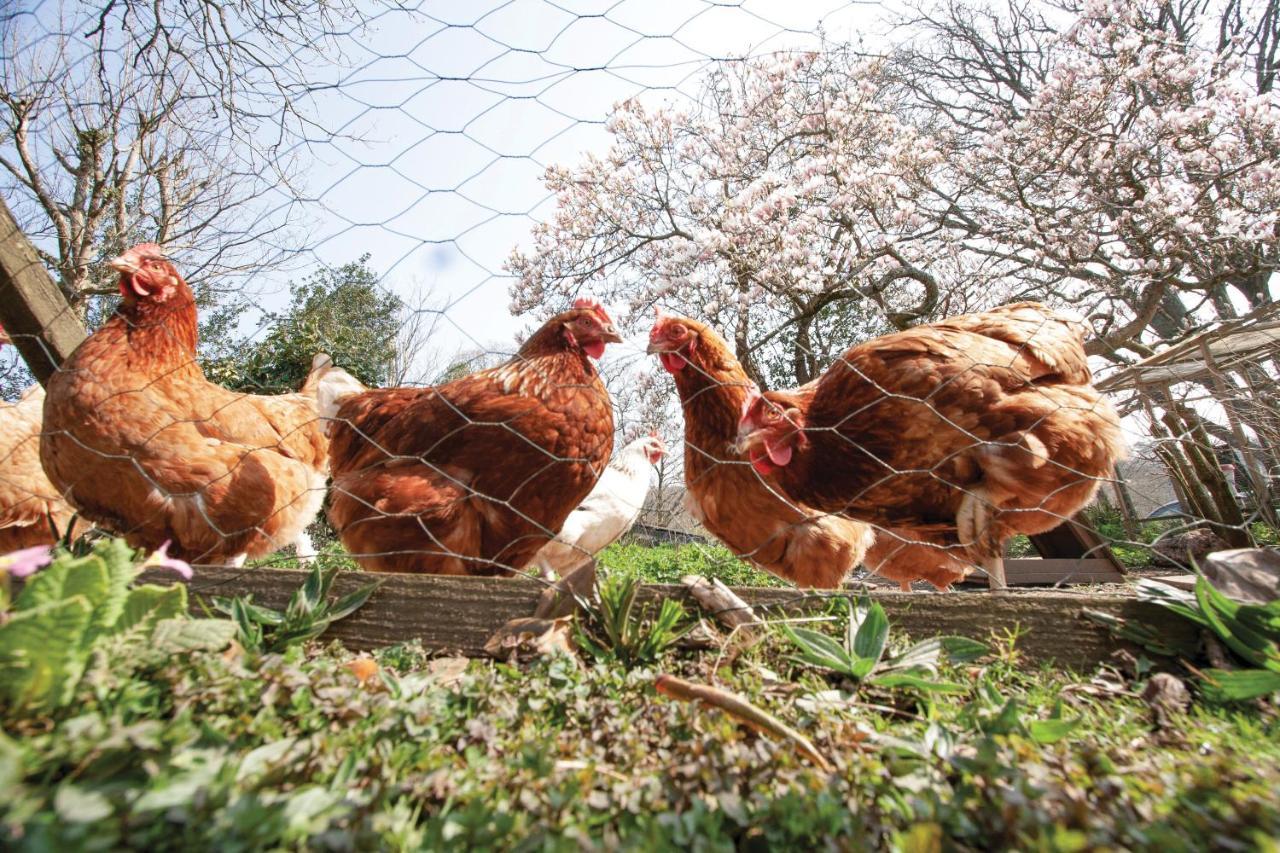 拉内利Bronllys Farm Coastal Self-Catering公寓 外观 照片